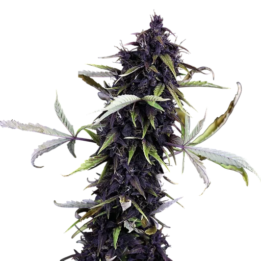 Pink Kush CBD 30:1 Auto