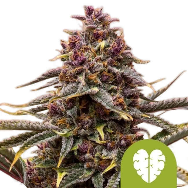Pink Mist Auto – Produktansicht