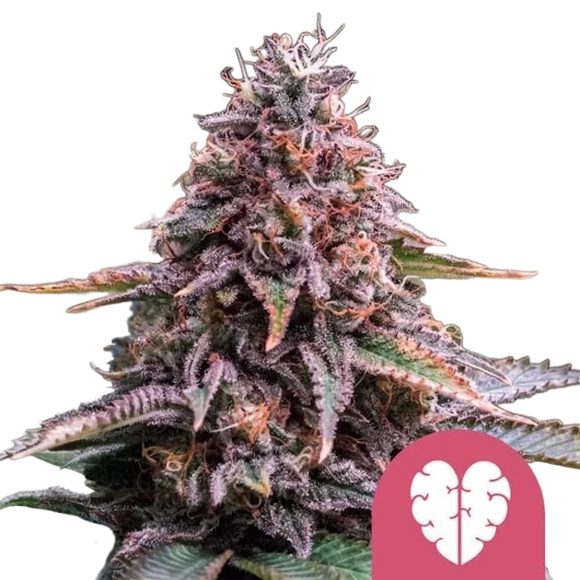 Pink Mist – Produktansicht