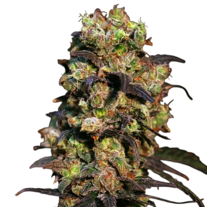 Pink Plant – Produktansicht