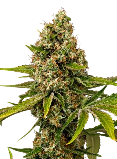 Black Cherry OG – Produktansicht