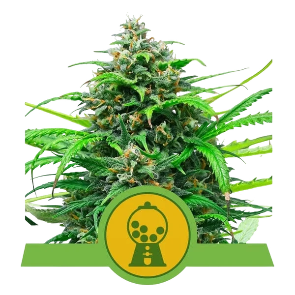 Pink Runtz Auto – Produktansicht