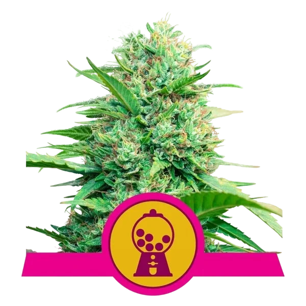 Pink Runtz – Produktansicht