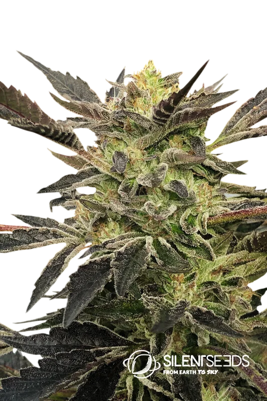 Pink Sunset Auto – Produktansicht