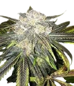 Black Cherry OG – Produktansicht