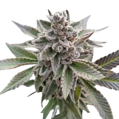 Platinum Garlic
