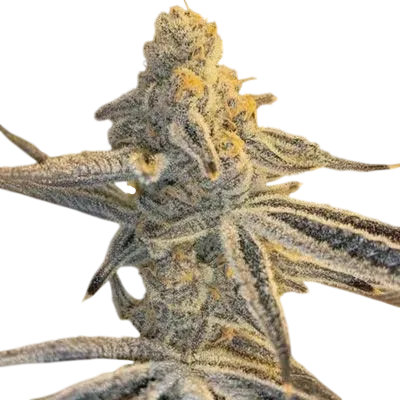 Platinum Jelly | PHOTOFEM | In House Genetics