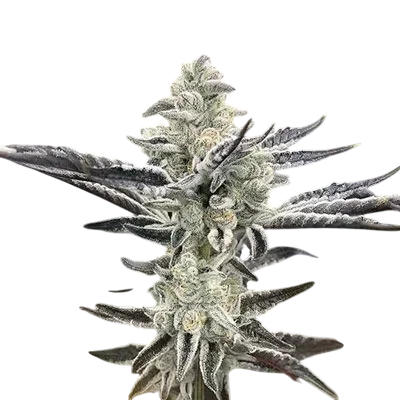 Platinum Kush Breath Remix | PHOTOFEM | In House Genetics