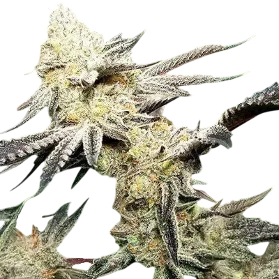 Platinum Scout V2 | PHOTOFEM | In House Genetics