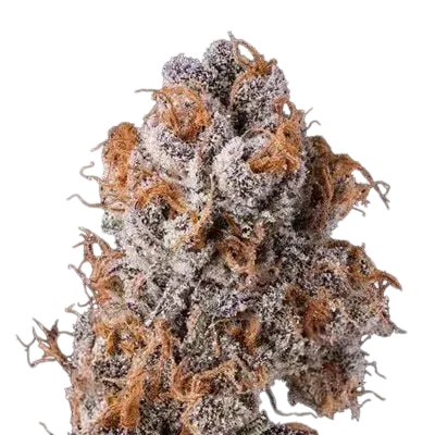 Platinum Valley | PHOTOFEM | In House Genetics