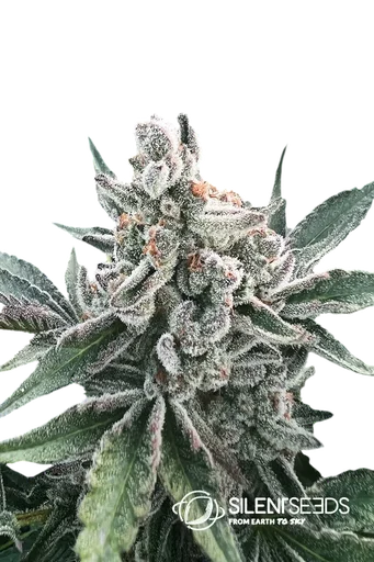 Polar Gelato
