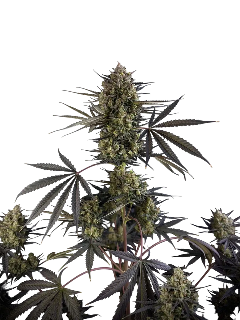 Pound Cake Auto | AUTOFEM | Fast Buds