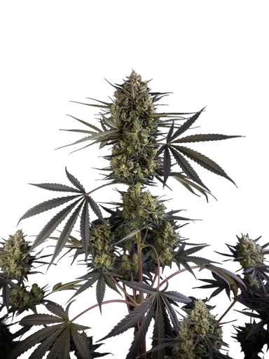 Pound Cake Auto