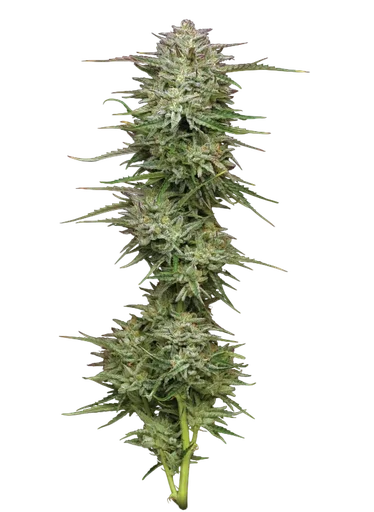Pound Town Auto
