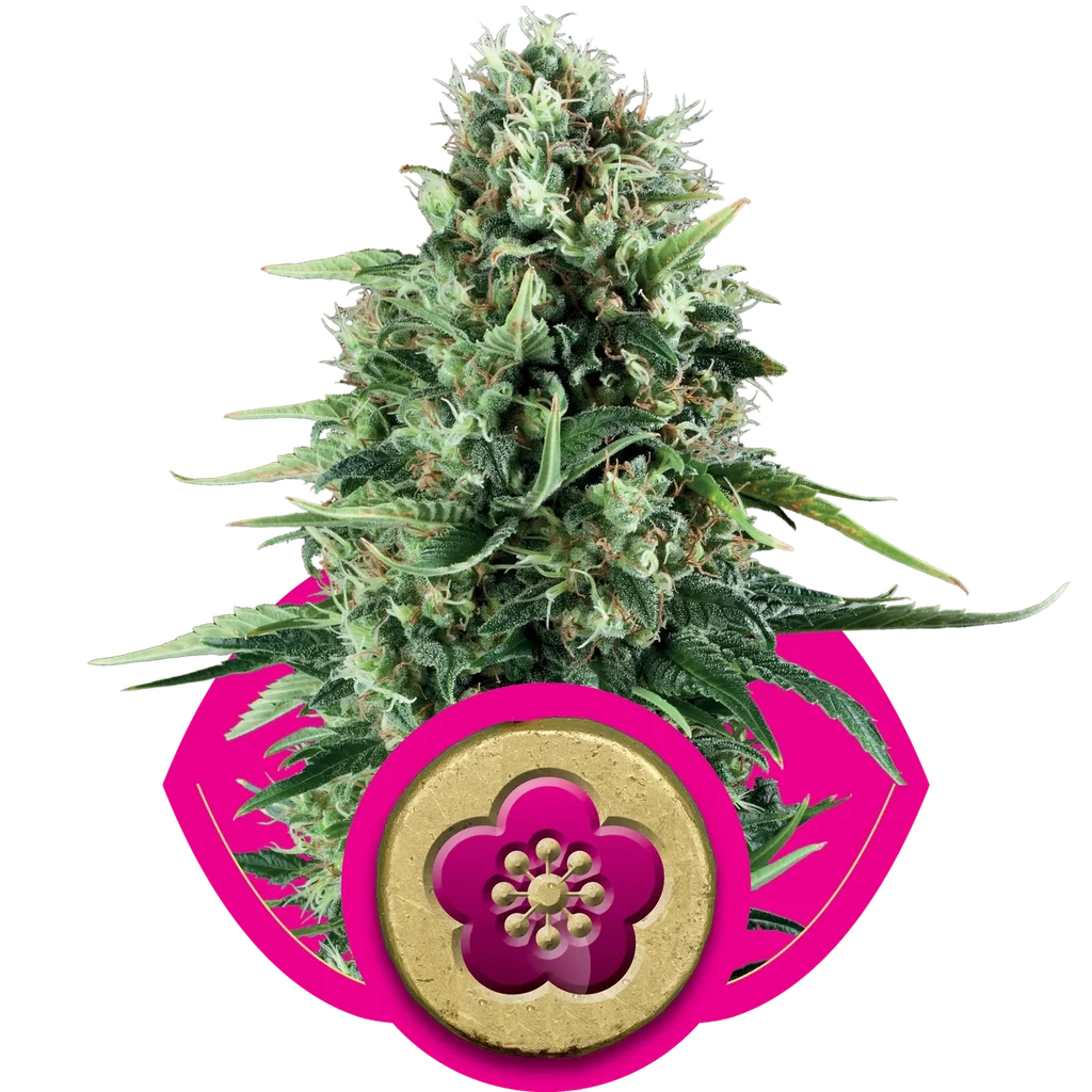 Power Flower – Produktansicht