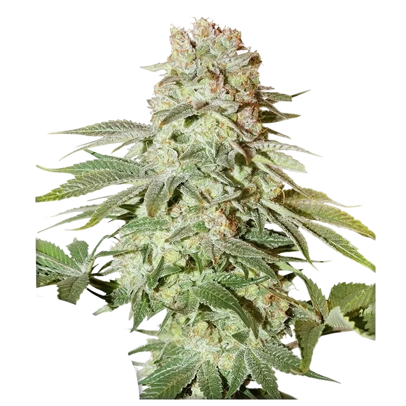 Power Plant Auto | AUTOFEM | Dutch Passion