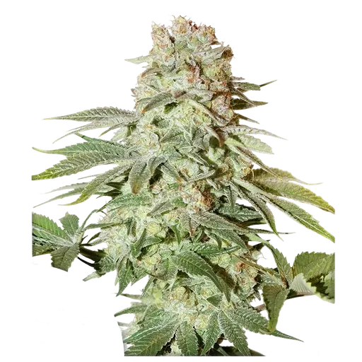 Power Plant Auto | AUTOFEM | Dutch Passion