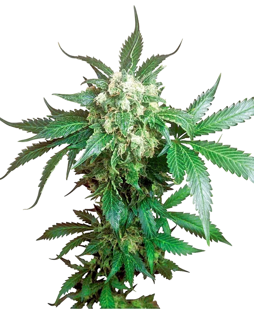 Black Domina | PHOTOREG | Sensi Seeds