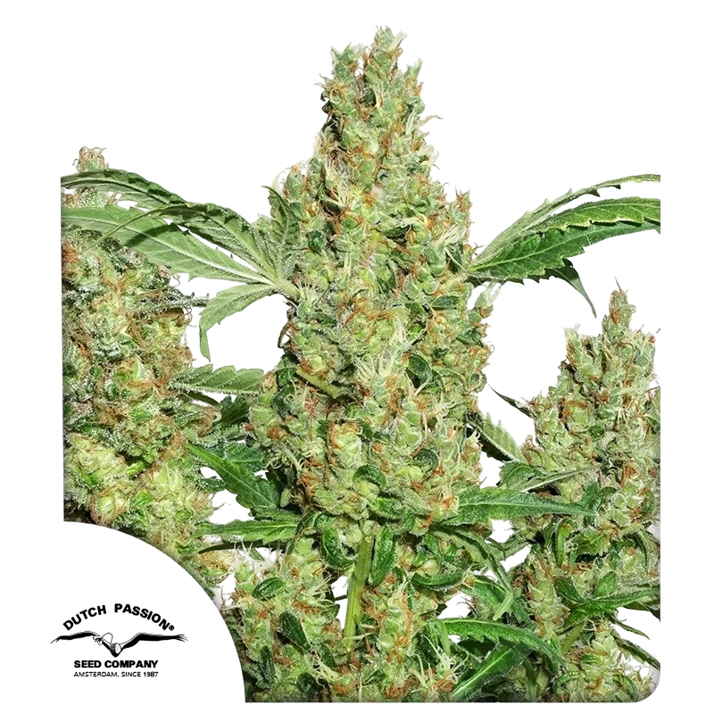 Power Plant – Produktansicht