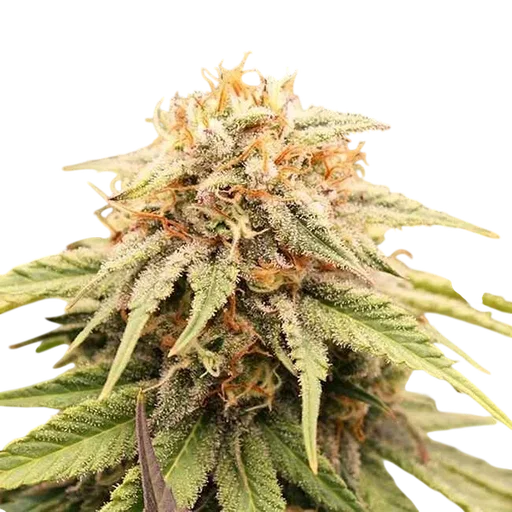 PriZmatic