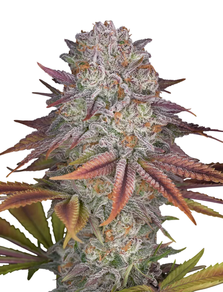 Pulp Friction | PHOTOFEM | Greenhouse Seed Co.