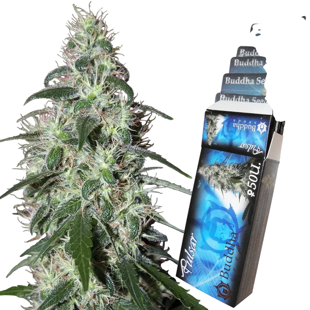 Pulsar – Produktansicht