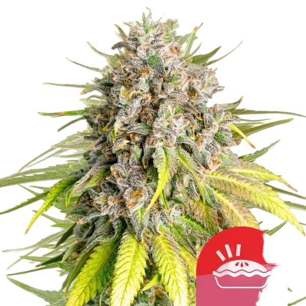 Punch Pie – Produktansicht