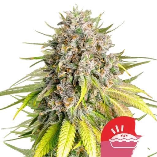 Punch Pie