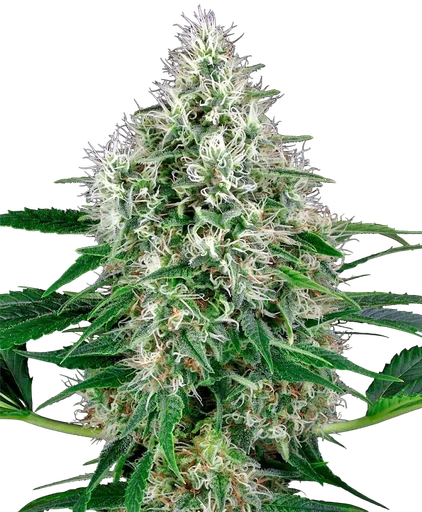 Pure Power Plant Auto
