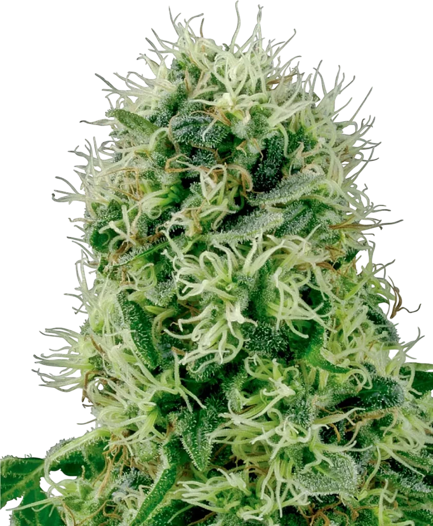 Pure Power Plant – Produktansicht