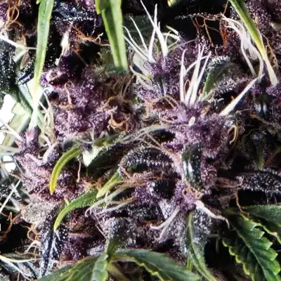 Purple Auto | AUTOFEM | Pyramid Seeds