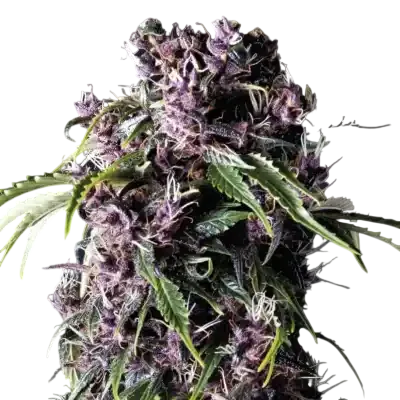 Purple | PHOTOFEM | Pyramid Seeds