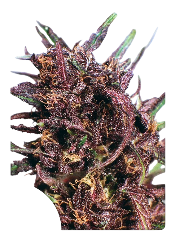 Purple #1 – Produktansicht