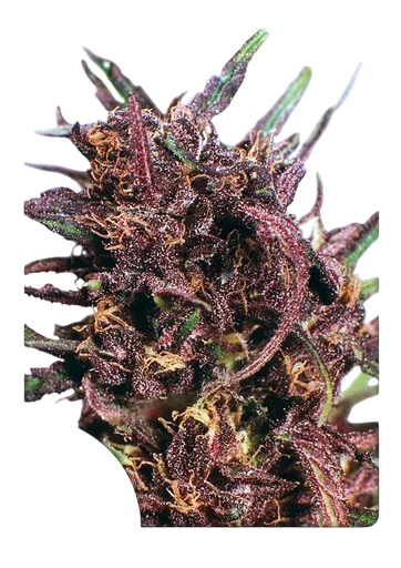 Purple #1