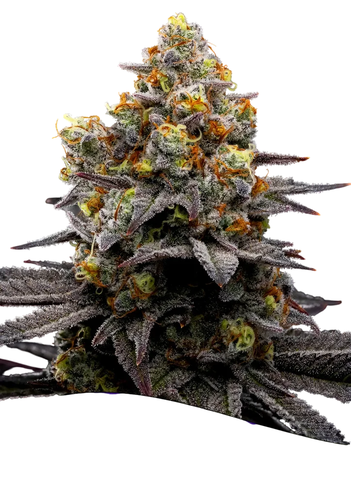 Purple Boost Highness – Produktansicht