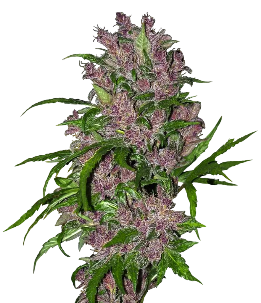 Purple Bud Auto – Produktansicht
