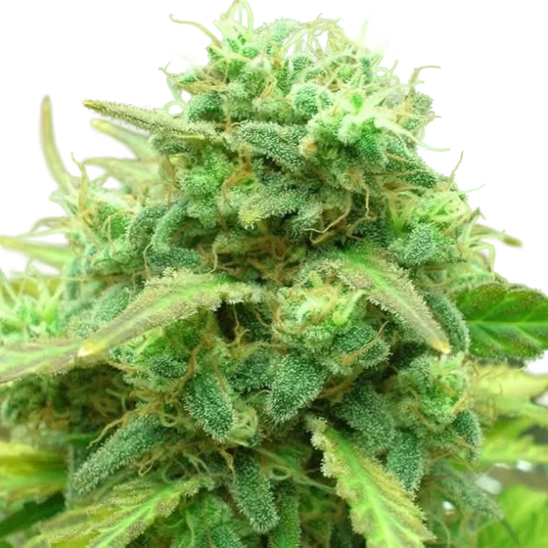 Black Jack – Produktansicht