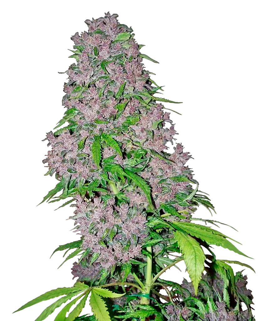 Purple Bud – Produktansicht