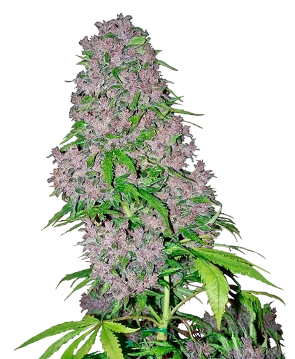 Purple Bud