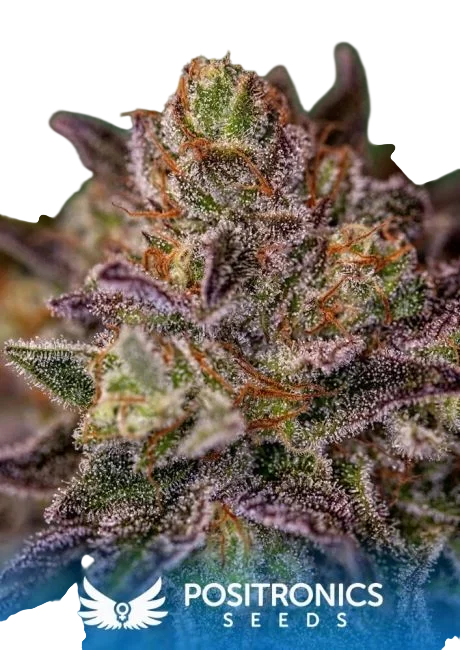 Purple Cherry – Produktansicht