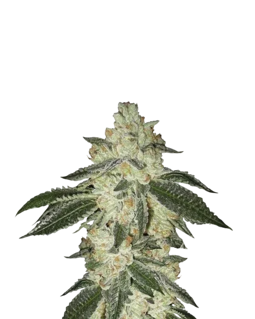 Black Jack Auto – Produktansicht