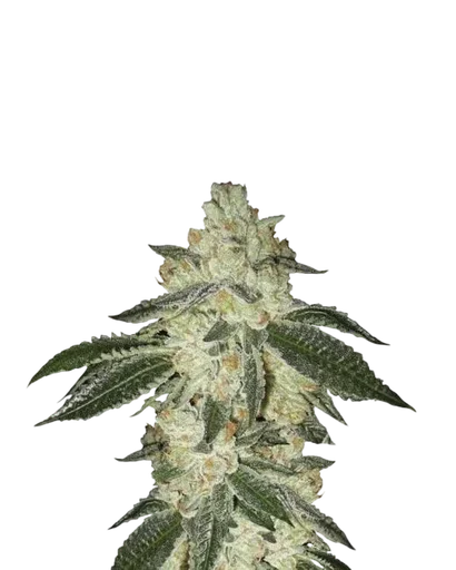 Black Jack Auto