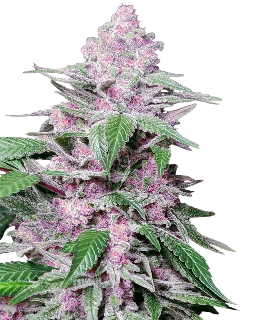 Purple Cookie Kush – Produktansicht
