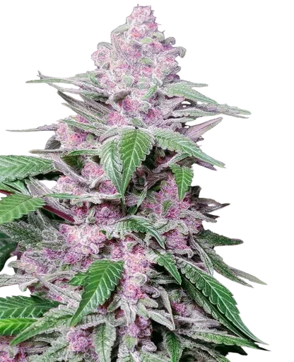 Purple Cookie Kush