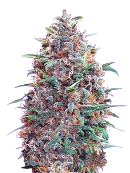 Purple Diesel Auto – Produktansicht