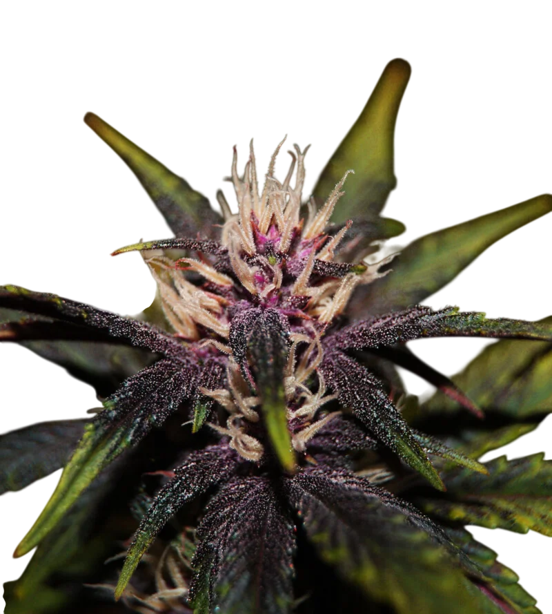 Purplediol CBD Auto – Produktansicht