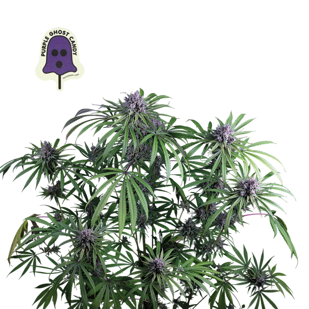 Purple Ghost Candy – Produktansicht