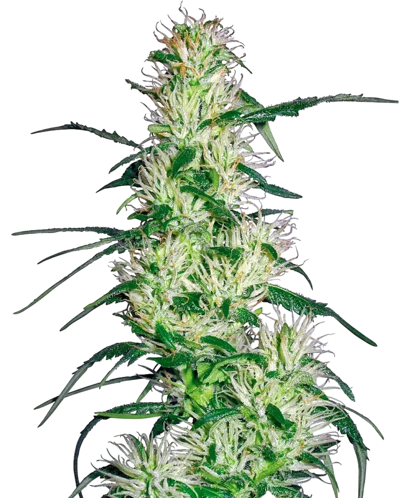 Purple Haze – Produktansicht