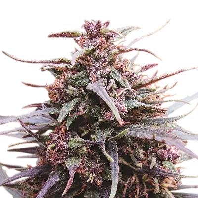 Purple Haze x Malawi – Produktansicht