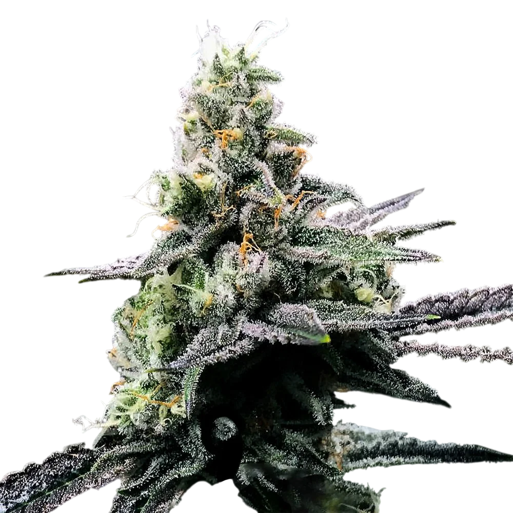 Purple Kosher | PHOTOFEM | DNA Genetics